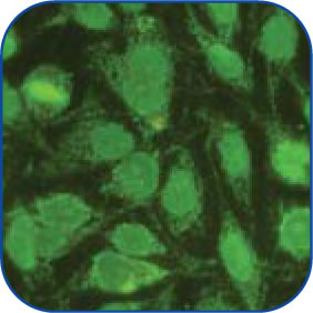 Homogeneous-Peripheral