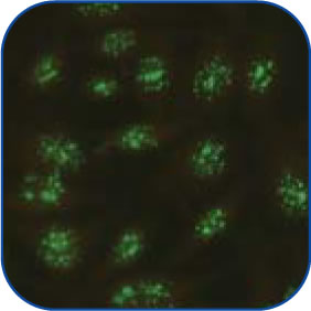 Homogeneous-Peripheral