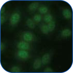 Homogeneous-Peripheral