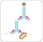 IIF Assay procedure - Step 2